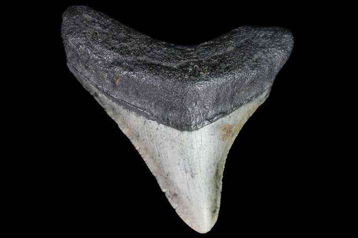 Bargain, Megalodon Tooth - North Carolina #76342